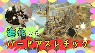 進化した手作りバードアスレチック☆おもちゃ♪ ウロコインコ　セキセイインコ　オカメインコ　Budgerigar　Cockatie Green-cheeked parakeet