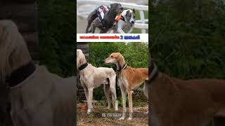 🐕‍🦺 വേഗതയുടെ രാജാക്കന്മാർ ഇവരാണെന്ന് അറിയാമോ 🤯? | Do you Know!