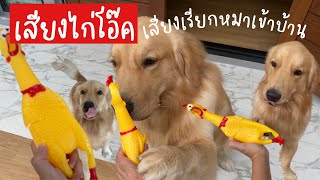 เสียงไก่โอ๊ก เสียงปลุกหมา บีบเรียกหมาเข้าบ้าน | Strongfamily