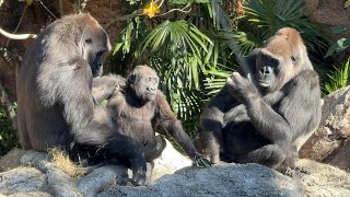 gorlla 妹を抱きしめるモモカ【2024年‎12月10日】【上野動物園】ゴリラ💗Momoka hugging her sister