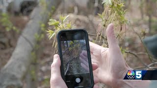 Greater Burlington community members assisting ecologist experts' research through smartphone app