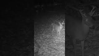 A Herd of Deer Running (4K) #whitetail, #deer, #does, #bucks, #shorts, #hunting