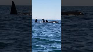 船横にシャチ家族（2024年6月1日北海道知床羅臼／A family of killer whales next to the boat(June1,2024,Rausu,Shiretoko)orca