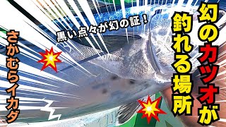 カセ釣り編: 和歌山でもコイツが釣れる場所はそうそうありません。幻のカツオが釣れる場所。