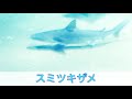 息子制作 生き物動画「スミツキザメ」