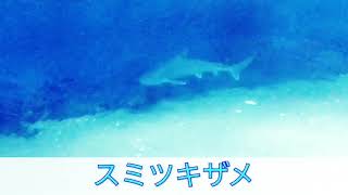 息子制作 生き物動画「スミツキザメ」