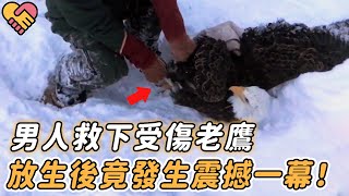 暴雪來襲！老鷹被凍雪地里奄奄一息，男人出手相救，放生後竟發生震撼一幕！ |#動物 #老鷹 #野生動物 #感動 #感謝 #奇跡 #真實故事 #真實新聞 #鏡頭記錄 #動物救援 #動物救助 #震撼