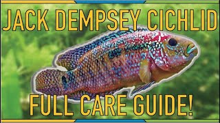 Jack Dempsey Cichlid FULL Care Guide! Tank size, stocking, temperament, feeding!