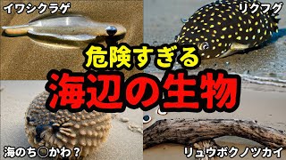 【要注意】絶対に近づいてはいけない海辺の生物4選【未確認生物】【UMA】【映像】【衝撃】【最新】