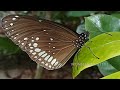 കേരളത്തിൽ കാണപ്പെടുന്ന ചിത്രശലഭങ്ങൾ some of the common butterflies found in kerala