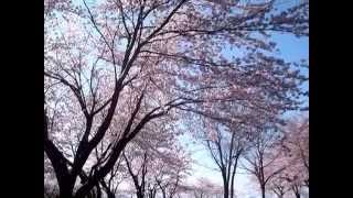 上越市中郷区縄文公園桜満開2012