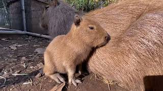 赤ちゃんカピバラ (Capybara baby)