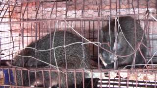 The Cuban hutia or tree rat (Capromys pilorides) is a good climber