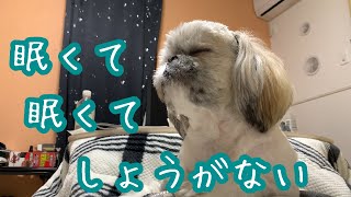 【犬の寝落ち】シーズー犬の寝落ちする姿が可愛いすぎた🐶