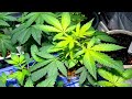 Identifying and Treating Cannabis Diseases #13: Iron Deficiency