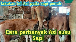 CARA PERBANYAK ASI ATAU SUSU PADA SAPI YANG SEDANG MENYUSUI