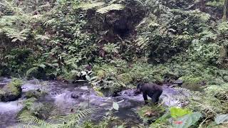 Mountain Gorillas Drinking Water in Bwindi, Extremely Rare Behavior