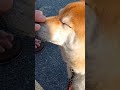 フェイシャルマッサージ柴犬　 柴犬 犬のいる暮らし おもしろ動画犬