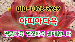 #아띠아다육 #多肉植物 #succulents #명품다육판매 #대박 착한가격에판매