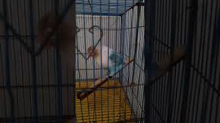 Lovebird isian cililin