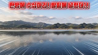 마산 앞 바다에 대물을 잡기위해 투망을 던져봤더니..(ft. 키로급 무늬오징어)