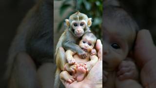 Cute Monkey holding cute baby#babymonky #babyanimal #monkeybabby #babymonkey#monkeys #animals#monkey