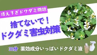 《ドクダミで害虫忌避》30分で超簡単！薬効成分を活かした安心安全防虫スプレー／ドクダミは活用しながら減らそう／ドクダミ液の作り方