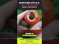 Marciume apicale: quali pomodori colpisce più facilmente e quali no? #shorts #pomodoro  #farming