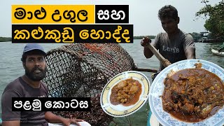 මාළු උගුල | කළුකුඩු හොද්ද | fish trap | black curry