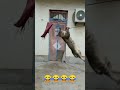 नटखट बिल्ली 🤣🤣  ka funny video 🤣🤣🐒 #funny #monkey #comedy #trendingshorts #viralvideo #shorts