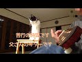 猫の日常 冬の定番猫団子