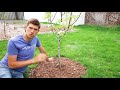 Top 3 Mistakes Made When Mulching Trees