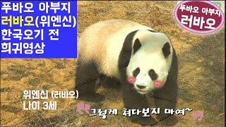 [한국농수산TV] 8년전에 미리 보내온 푸바오 아부지 러바오의  희귀 영상편지 #푸바오#아이바오#러바오