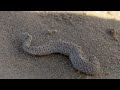 a taste of namibia swakopmund walvis bay and the namib desert