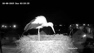 Barza Albă I Ciconia ciconia I Cărpiniș I Wildlife Romania Live Stream