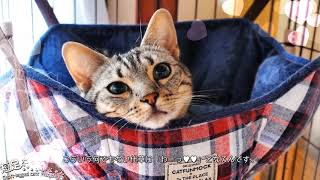 猫好きさんに伝われ！猫の可愛さポイント♥　This is a special charm point for these cats!