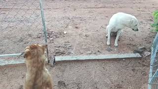 dogs fighting #animals #funnydogfight #dogfights #doglovervideo 2024 06 05 08 52 25