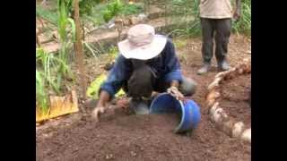 Dilmah Conservation -- a vegetable garden in a 'crop column'