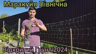 Маракуйя Північна висадка в грунт в сезоні 2024. Практичні рекомендації)))