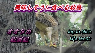 オオタカ観察記　美味しそうにお食事中　Goshawk 2021年7月3日撮影