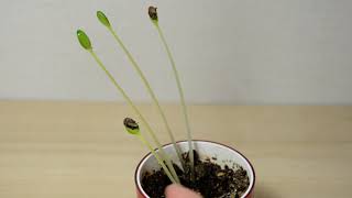 【種から育てる】熊本県大将スイカのタネ発芽しました Kumamoto prefecture general watermelon seeds germinated