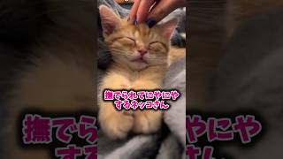 ネッコさん見て癒されたら寝ろｗｗｗ #動物 #ネコ #2ch動物スレ