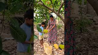 அப்பா....first time harvesting this fruits together ❤️ #Sakkapoduchannel#Harvesting#fruits