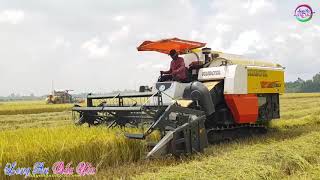 Máy Cắt Lúa KUBOTA 105X Hàm Cắt To Khủng Chạy Nhanh, Combine Harvester, LADY761