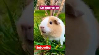 ❤️ Cute guinea pig voice 😊❤️#animallover #cute #shorts #like #subscribe