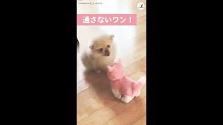 【言うこと聞いてワン！】動くぬいぐるみを止めたい子犬ちゃん。翻弄されまくる姿に…♡