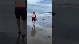 Saving a Baby Manta Ray from Receding Tide