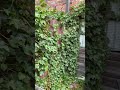 Removing 1 year of OVERGROWN vines from this NEGLECTED home 😮