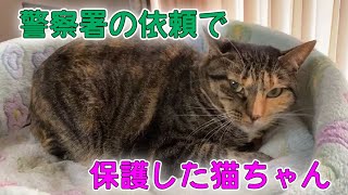 警察署に届けられた瀕死の子猫のその後の姿【Rescued cat】