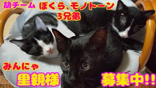 ND333【里親募集】ご縁待ち中のモノトーン3兄弟！【保護猫】